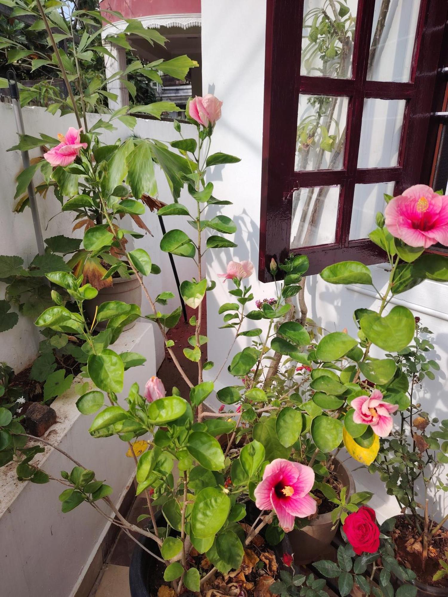 Beza Homestay Kochi Bagian luar foto
